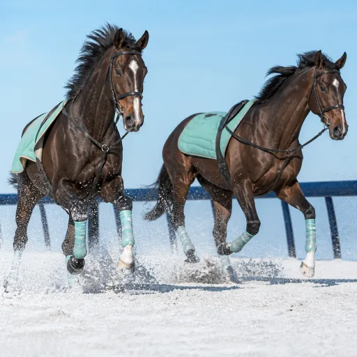 Du galop au trot : comprendre les passerelles entre les deux disciplines