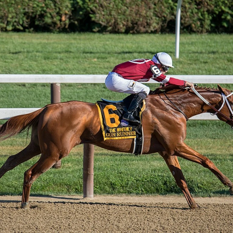 Les courses du week-end : une immersion dans l'univers hippique