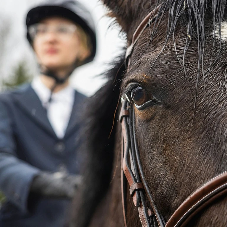 L'univers fascinant du trot à cheval